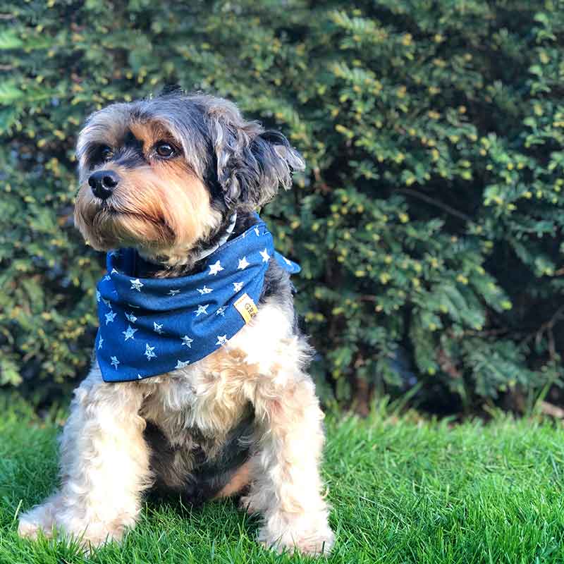 Dog, bandana, dog bandana, honden bandana, accessoires voor honden, diy petwear, granny j, granny j petwear, granny j next, j-sketch, grolloo, hond, dog accessoires, vrolijke hondenbandana, vrolijke honden accessoires, handmade dogwear, handmade, homemade, diy bandana, mooie hondenbandana, Picture dog, dog posing, poserende hond, adopt dont shop, adopt don't shop, best friend, beste vriend, geadopteerde hond, hondmodel, hondenmodel, fotomodel hond, terrier, kleine hondjes, kleine hond, fotosessie hond, fotoshoot hond, fotosessie kleine hondjes, fotosessie kleine honden