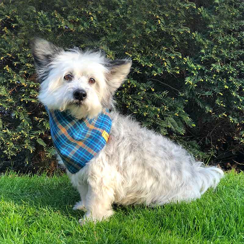 Dog, bandana, dog bandana, honden bandana, accessoires voor honden, diy petwear, granny j, granny j petwear, granny j next, j-sketch, grolloo, hond, dog accessoires, vrolijke hondenbandana, vrolijke honden accessoires, handmade dogwear, handmade, homemade, diy bandana, mooie hondenbandana, Picture dog, dog posing, poserende hond, adopt dont shop, adopt don't shop, best friend, beste vriend, geadopteerde hond, hondmodel, hondenmodel, fotomodel hond, terrier, kleine hondjes, kleine hond, fotosessie hond, fotoshoot hond, fotosessie kleine hondjes, fotosessie kleine honden