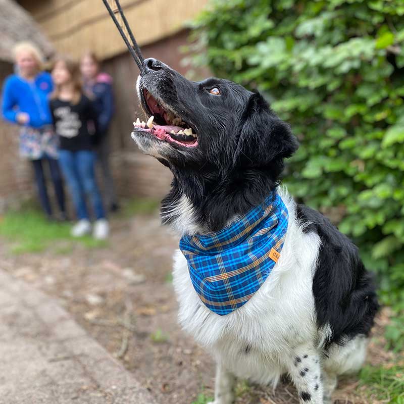 Dog, bandana, dog bandana, honden bandana, accessoires voor honden, diy petwear, granny j, granny j petwear, granny j next, j-sketch, grolloo, hond, dog accessoires, vrolijke hondenbandana, vrolijke honden accessoires, handmade dogwear, handmade, homemade, diy bandana, mooie hondenbandana, Picture dog, dog posing, poserende hond, adopt dont shop, adopt don't shop, best friend, beste vriend, geadopteerde hond, hondmodel, hondenmodel, fotomodel hond, terrier, kleine hondjes, kleine hond, fotosessie hond, fotoshoot hond, fotosessie kleine hondjes, fotosessie kleine honden, friese stabij, frysk stabij, frysk staby, friese hond, middelgrote hond, Stabyhoun, stabij, stabyhound, hound