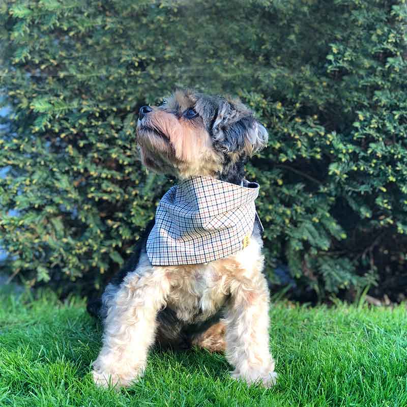 Dog, bandana, dog bandana, honden bandana, accessoires voor honden, diy petwear, granny j, granny j petwear, granny j next, j-sketch, grolloo, hond, dog accessoires, vrolijke hondenbandana, vrolijke honden accessoires, handmade dogwear, handmade, homemade, diy bandana, mooie hondenbandana, Picture dog, dog posing, poserende hond, adopt dont shop, adopt don't shop, best friend, beste vriend, geadopteerde hond, hondmodel, hondenmodel, fotomodel hond, terrier, kleine hondjes, kleine hond, fotosessie hond, fotoshoot hond, fotosessie kleine hondjes, fotosessie kleine honden
