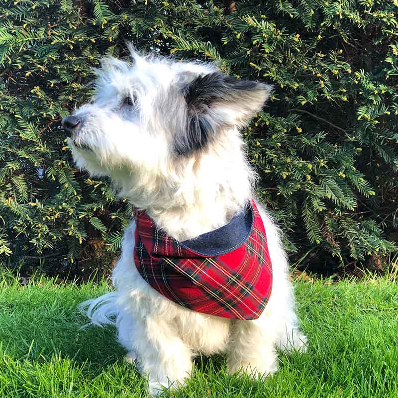 Dog, bandana, dog bandana, honden bandana, accessoires voor honden, diy petwear, granny j, granny j petwear, granny j next, j-sketch, grolloo, hond, dog accessoires, vrolijke hondenbandana, vrolijke honden accessoires, handmade dogwear, handmade, homemade, diy bandana, mooie hondenbandana, Picture dog, dog posing, poserende hond, adopt dont shop, adopt don't shop, best friend, beste vriend, geadopteerde hond, hondmodel, hondenmodel, fotomodel hond, terrier, kleine hondjes, kleine hond, fotosessie hond, fotoshoot hond, fotosessie kleine hondjes, fotosessie kleine honden