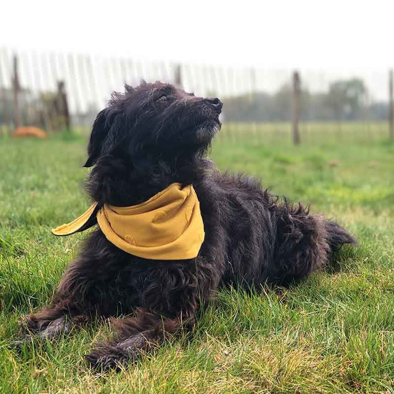 Dog, bandana, dog bandana, honden bandana, accessoires voor honden, diy petwear, granny j, granny j petwear, granny j next, j-sketch, grolloo, hond, dog accessoires, vrolijke hondenbandana, vrolijke honden accessoires, handmade dogwear, handmade, homemade, diy bandana, mooie hondenbandana, Picture dog, dog posing, poserende hond, adopt dont shop, adopt don't shop, best friend, beste vriend, geadopteerde hond, hondmodel, hondenmodel, fotomodel hond, terrier, kleine hondjes, kleine hond, fotosessie hond, fotoshoot hond, fotosessie kleine hondjes, fotosessie kleine honden