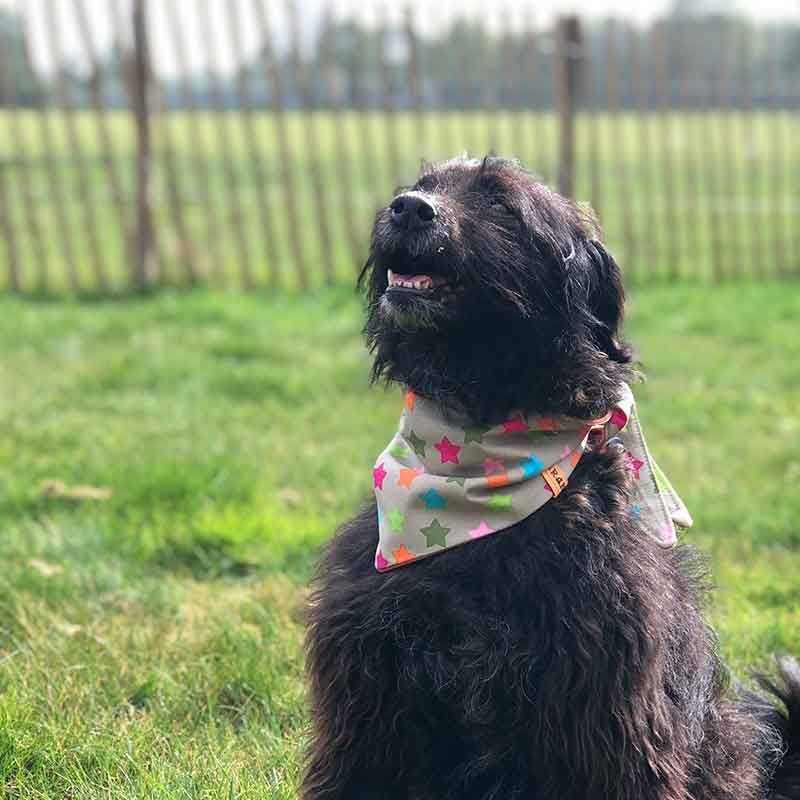 Dog, bandana, dog bandana, honden bandana, accessoires voor honden, diy petwear, granny j, granny j petwear, granny j next, j-sketch, grolloo, hond, dog accessoires, vrolijke hondenbandana, vrolijke honden accessoires, handmade dogwear, handmade, homemade, diy bandana, mooie hondenbandana, Picture dog, dog posing, poserende hond, adopt dont shop, adopt don't shop, best friend, beste vriend, geadopteerde hond, hondmodel, hondenmodel, fotomodel hond, terrier, kleine hondjes, kleine hond, fotosessie hond, fotoshoot hond, fotosessie kleine hondjes, fotosessie kleine honden