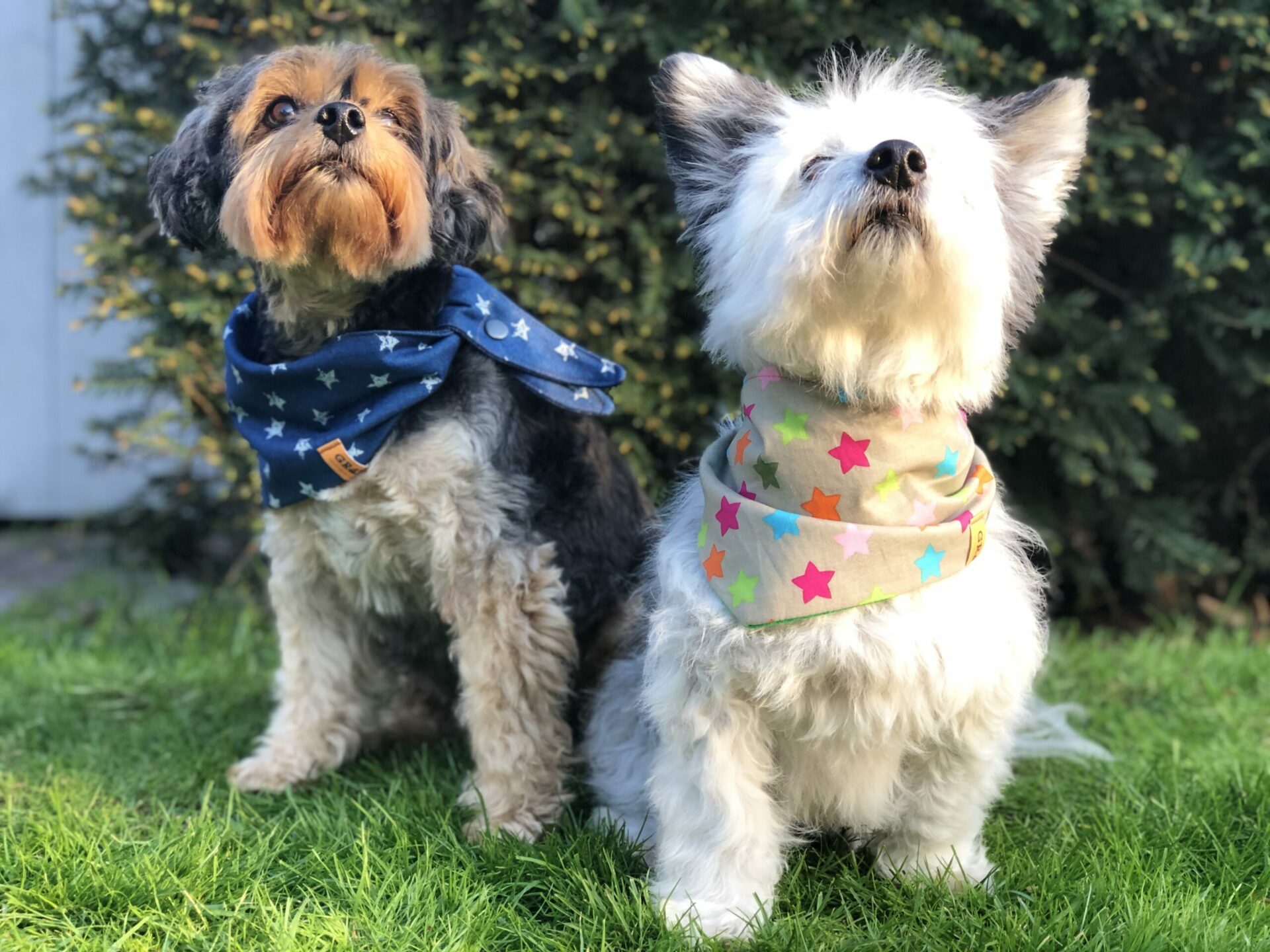 Dog, bandana, dog bandana, honden bandana, accessoires voor honden, diy petwear, granny j, granny j petwear, granny j next, j-sketch, grolloo, hond, dog accessoires, vrolijke hondenbandana, vrolijke honden accessoires, handmade dogwear, handmade, homemade, diy bandana, mooie hondenbandana, Picture dog, dog posing, poserende hond, adopt dont shop, adopt don't shop, best friend, beste vriend, geadopteerde hond, hondmodel, hondenmodel, fotomodel hond, terrier, kleine hondjes, kleine hond, fotosessie hond, fotoshoot hond, fotosessie kleine hondjes, fotosessie kleine honden