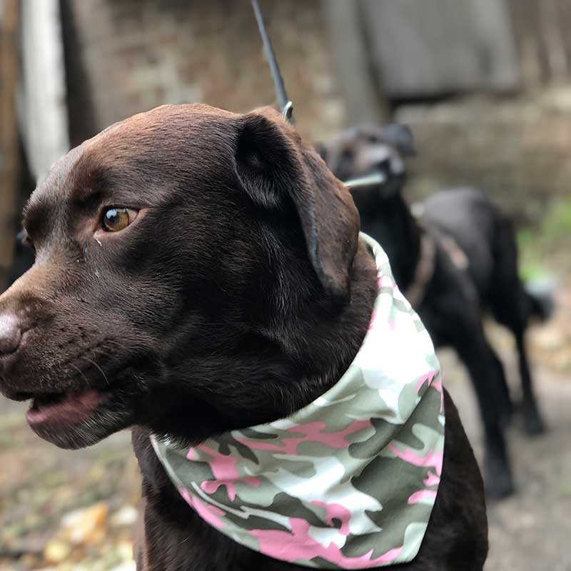 Dog, bandana, dog bandana, honden bandana, accessoires voor honden, diy petwear, granny j, granny j petwear, granny j next, j-sketch, grolloo, hond, dog accessoires, vrolijke hondenbandana, vrolijke honden accessoires, handmade dogwear, handmade, homemade, diy bandana, mooie hondenbandana, Picture dog, dog posing, poserende hond, adopt dont shop, adopt don't shop, best friend, beste vriend, geadopteerde hond, hondmodel, hondenmodel, fotomodel hond, terrier, kleine hondjes, kleine hond, fotosessie hond, fotoshoot hond, fotosessie kleine hondjes, fotosessie kleine honden, middelgrote hond, Labrador, retriever, labrador retriever, hound