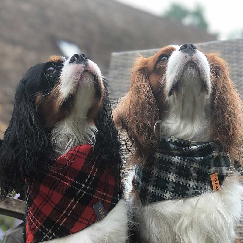 Dog, bandana, dog bandana, honden bandana, accessoires voor honden, diy petwear, granny j, granny j petwear, granny j next, j-sketch, grolloo, hond, dog accessoires, vrolijke hondenbandana, vrolijke honden accessoires, handmade dogwear, handmade, homemade, diy bandana, mooie hondenbandana, Picture dog, dog posing, poserende hond, adopt dont shop, adopt don't shop, best friend, beste vriend, geadopteerde hond, hondmodel, hondenmodel, fotomodel hond, terrier, kleine hondjes, kleine hond, fotosessie hond, fotoshoot hond, fotosessie kleine hondjes, fotosessie kleine honden, cavaliers, cavalier-king-charles, cavalier KC terrier, cavalier King Charles terrier, King Charles, Cutest dog ever, Brothers,
