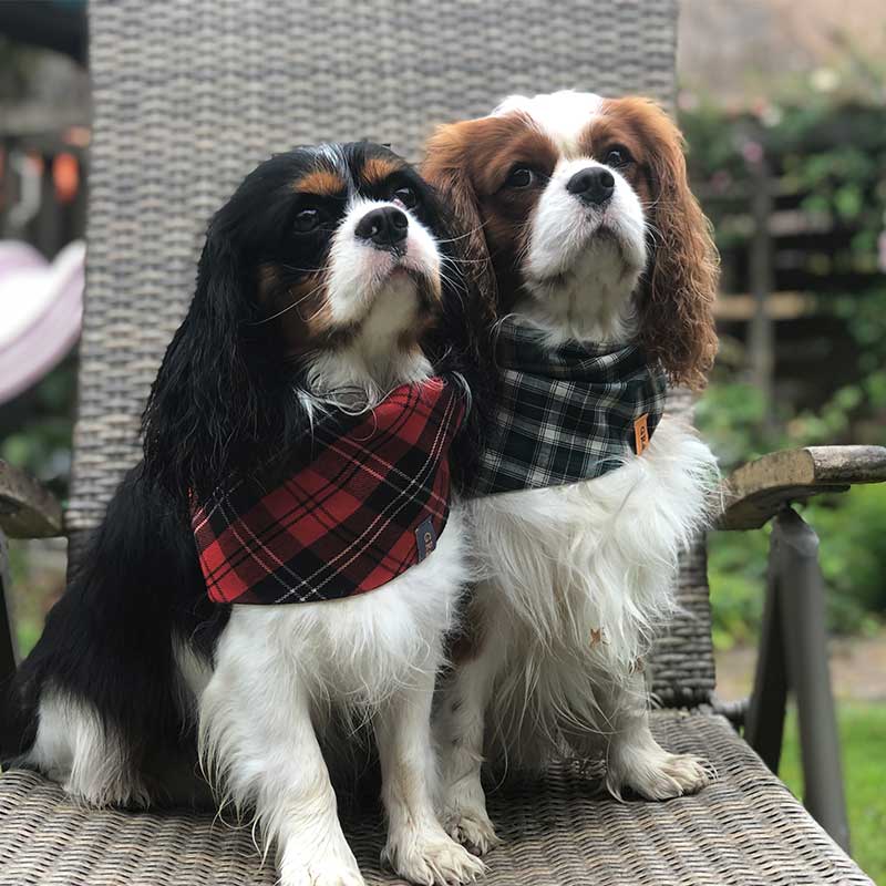 Dog, bandana, dog bandana, honden bandana, accessoires voor honden, diy petwear, granny j, granny j petwear, granny j next, j-sketch, grolloo, hond, dog accessoires, vrolijke hondenbandana, vrolijke honden accessoires, handmade dogwear, handmade, homemade, diy bandana, mooie hondenbandana, Picture dog, dog posing, poserende hond, adopt dont shop, adopt don't shop, best friend, beste vriend, geadopteerde hond, hondmodel, hondenmodel, fotomodel hond, terrier, kleine hondjes, kleine hond, fotosessie hond, fotoshoot hond, fotosessie kleine hondjes, fotosessie kleine honden, cavaliers, cavalier-king-charles, cavalier KC terrier, cavalier King Charles terrier, King Charles, Cutest dog ever, Brothers,