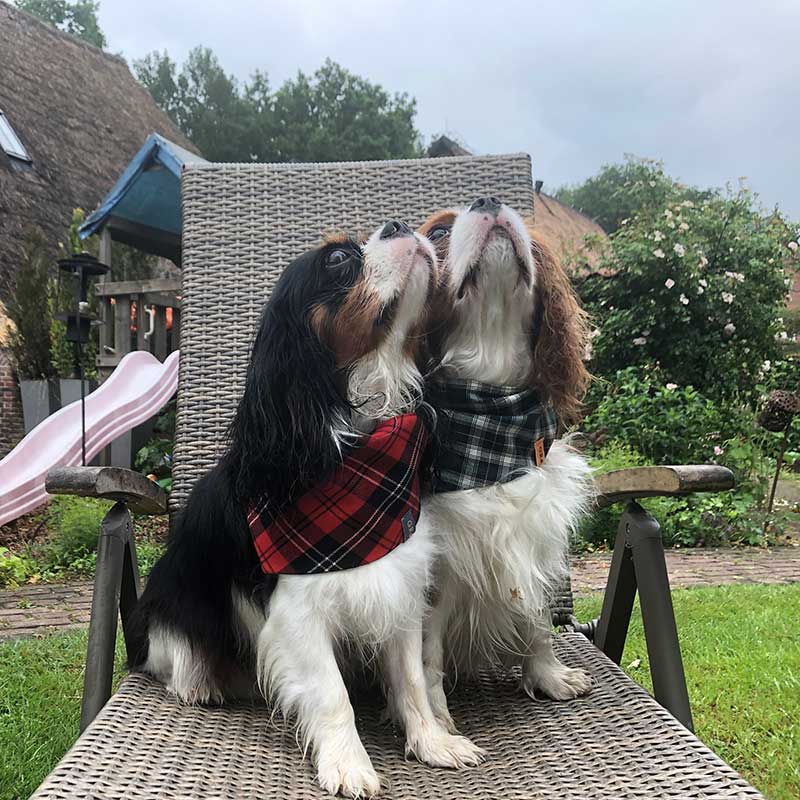 Dog, bandana, dog bandana, honden bandana, accessoires voor honden, diy petwear, granny j, granny j petwear, granny j next, j-sketch, grolloo, hond, dog accessoires, vrolijke hondenbandana, vrolijke honden accessoires, handmade dogwear, handmade, homemade, diy bandana, mooie hondenbandana, Picture dog, dog posing, poserende hond, adopt dont shop, adopt don't shop, best friend, beste vriend, geadopteerde hond, hondmodel, hondenmodel, fotomodel hond, terrier, kleine hondjes, kleine hond, fotosessie hond, fotoshoot hond, fotosessie kleine hondjes, fotosessie kleine honden, cavaliers, cavalier-king-charles, cavalier KC terrier, cavalier King Charles terrier, King Charles, Cutest dog ever, Brothers,