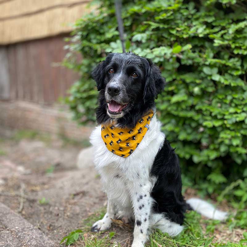 Dog, bandana, dog bandana, honden bandana, accessoires voor honden, diy petwear, granny j, granny j petwear, granny j next, j-sketch, grolloo, hond, dog accessoires, vrolijke hondenbandana, vrolijke honden accessoires, handmade dogwear, handmade, homemade, diy bandana, mooie hondenbandana, Picture dog, dog posing, poserende hond, adopt dont shop, adopt don't shop, best friend, beste vriend, geadopteerde hond, hondmodel, hondenmodel, fotomodel hond, terrier, kleine hondjes, kleine hond, fotosessie hond, fotoshoot hond, fotosessie kleine hondjes, fotosessie kleine honden, friese stabij, frysk stabij, frysk staby, friese hond, middelgrote hond, Stabyhoun, stabij, stabyhound, hound