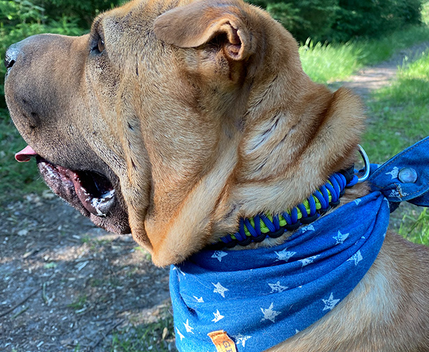 Sjef met paracollar en Denim Stars bandana