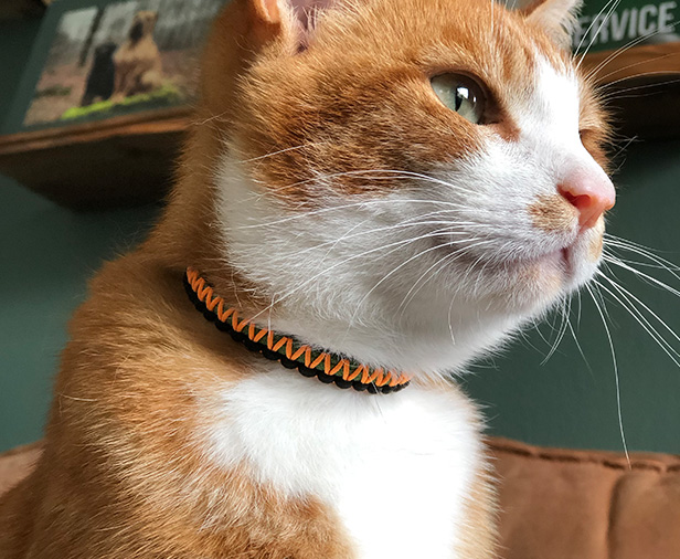 Cooper met een passende paracollar