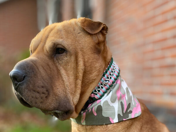 Paracollar Sjef Special