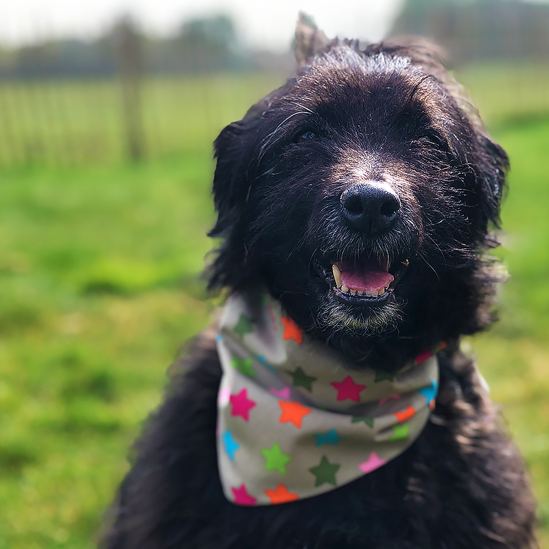 Betalen, Contact, advies, Dog, bandana, dog bandana, honden bandana, accessoires voor honden, diy petwear, granny j, granny j petwear, granny j next, j-sketch, grolloo, hond, dog accessoires, vrolijke hondenbandana, vrolijke honden accessoires, handmade dogwear, handmade, homemade, diy bandana, mooie hondenbandana, Picture dog, dog posing, poserende hond, adopt dont shop, adopt don't shop, best friend, beste vriend, geadopteerde hond, hondmodel, hondenmodel, fotomodel hond, terrier, kleine hondjes, kleine hond, fotosessie hond, fotoshoot hond, fotosessie kleine hondjes, fotosessie kleine honden, friese stabij, frysk stabij, frysk staby, friese hond, middelgrote hond, Stabyhoun, stabij, stabyhound, hound