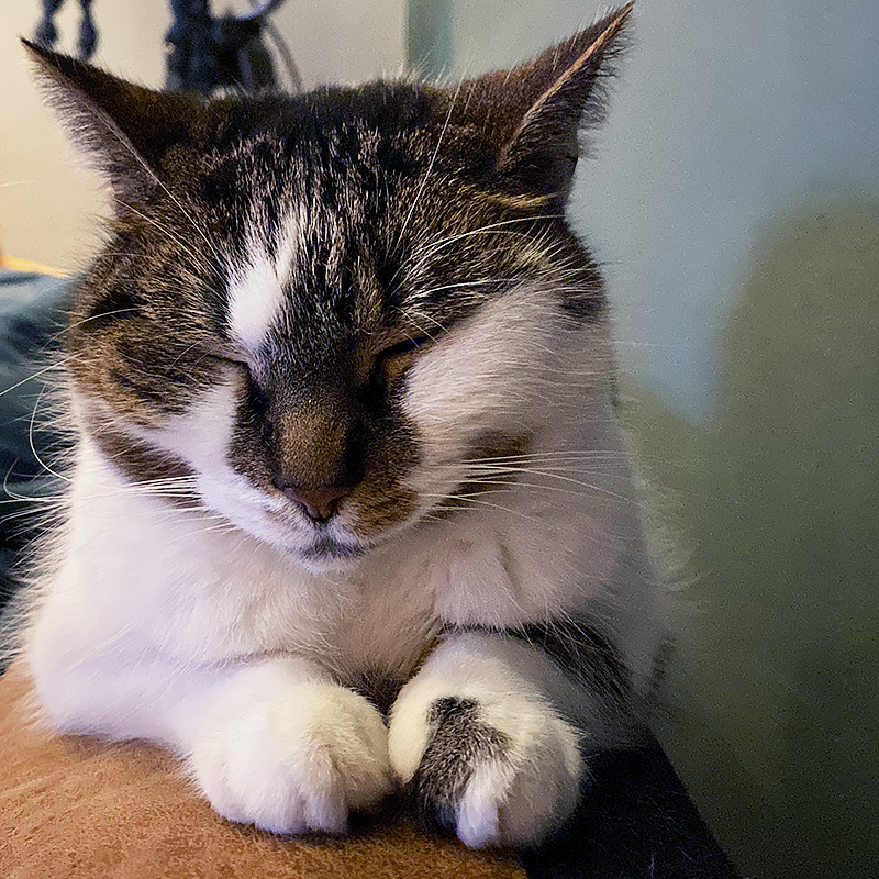 Granny J Catnap